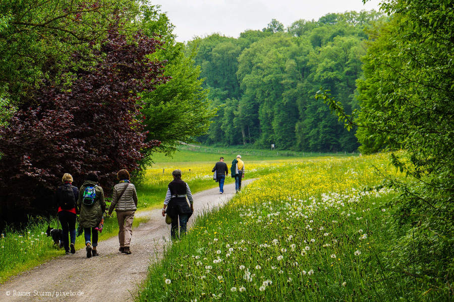 Wandern auf den Rheinhöhen